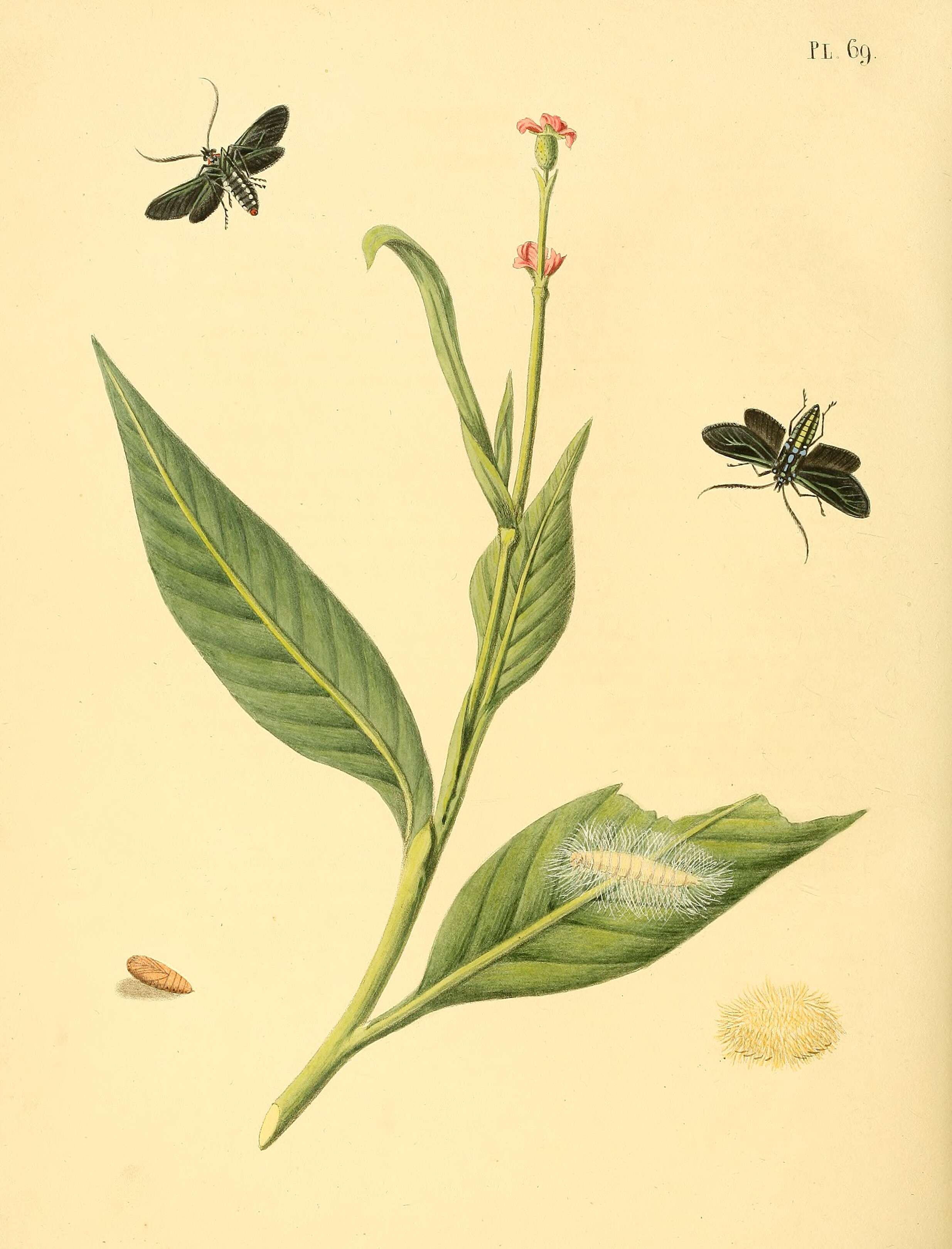 Image of Antichloris eriphia Fabricius 1776