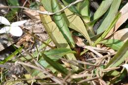 Image of bog white violet