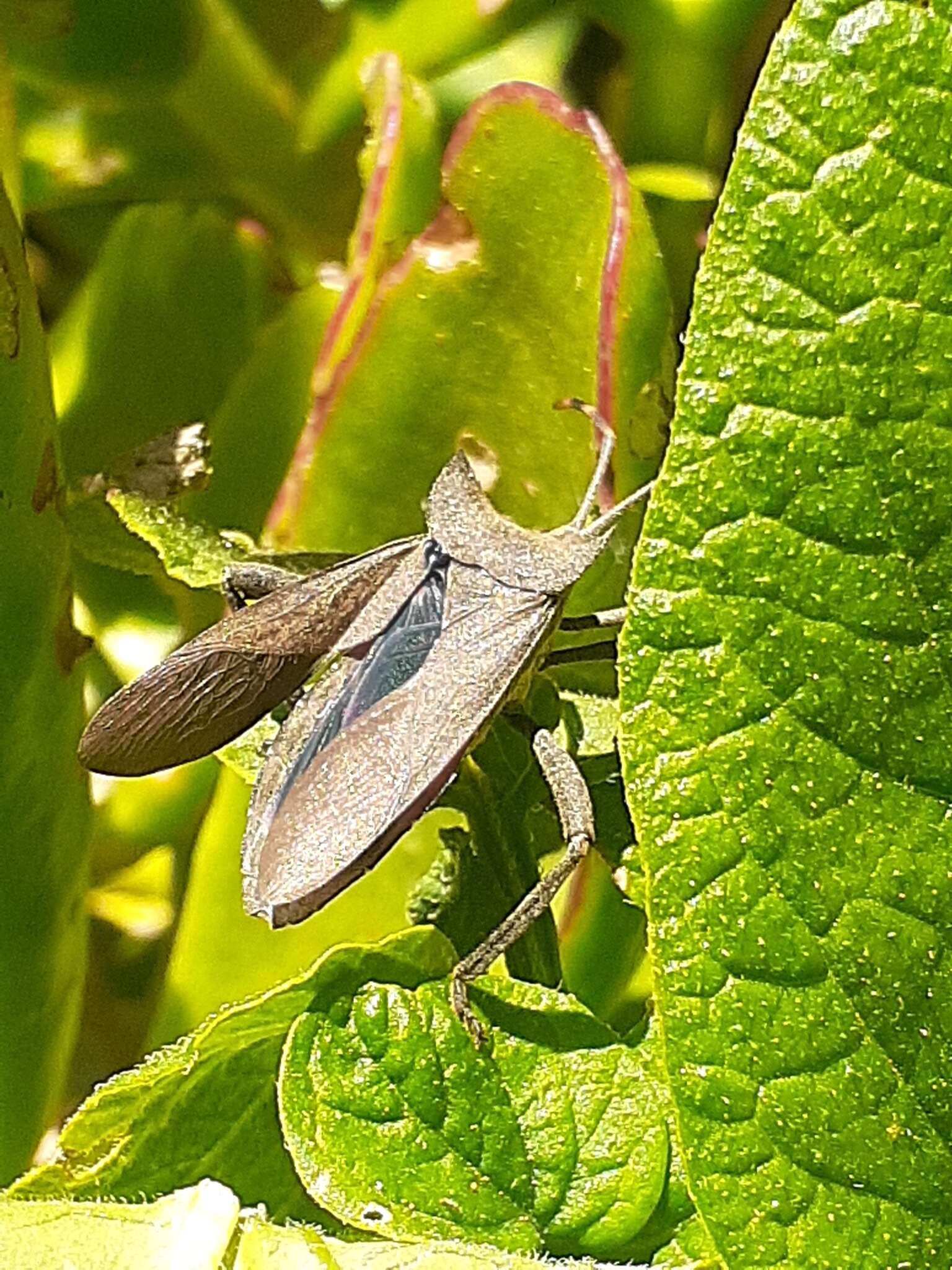 Image of Elasmopoda valga (Linnaeus 1758)