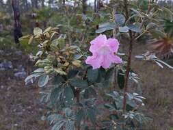 صورة Tabebuia bahamensis (Northr.) Britton