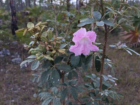 Imagem de Tabebuia bahamensis (Northr.) Britton