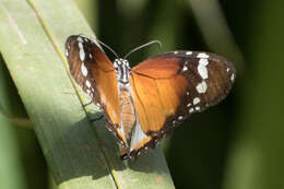 Image of Danaus (Anosia) chrysippus subsp. alcippus Cramer 1777