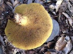 Image of Western Painted Suillus