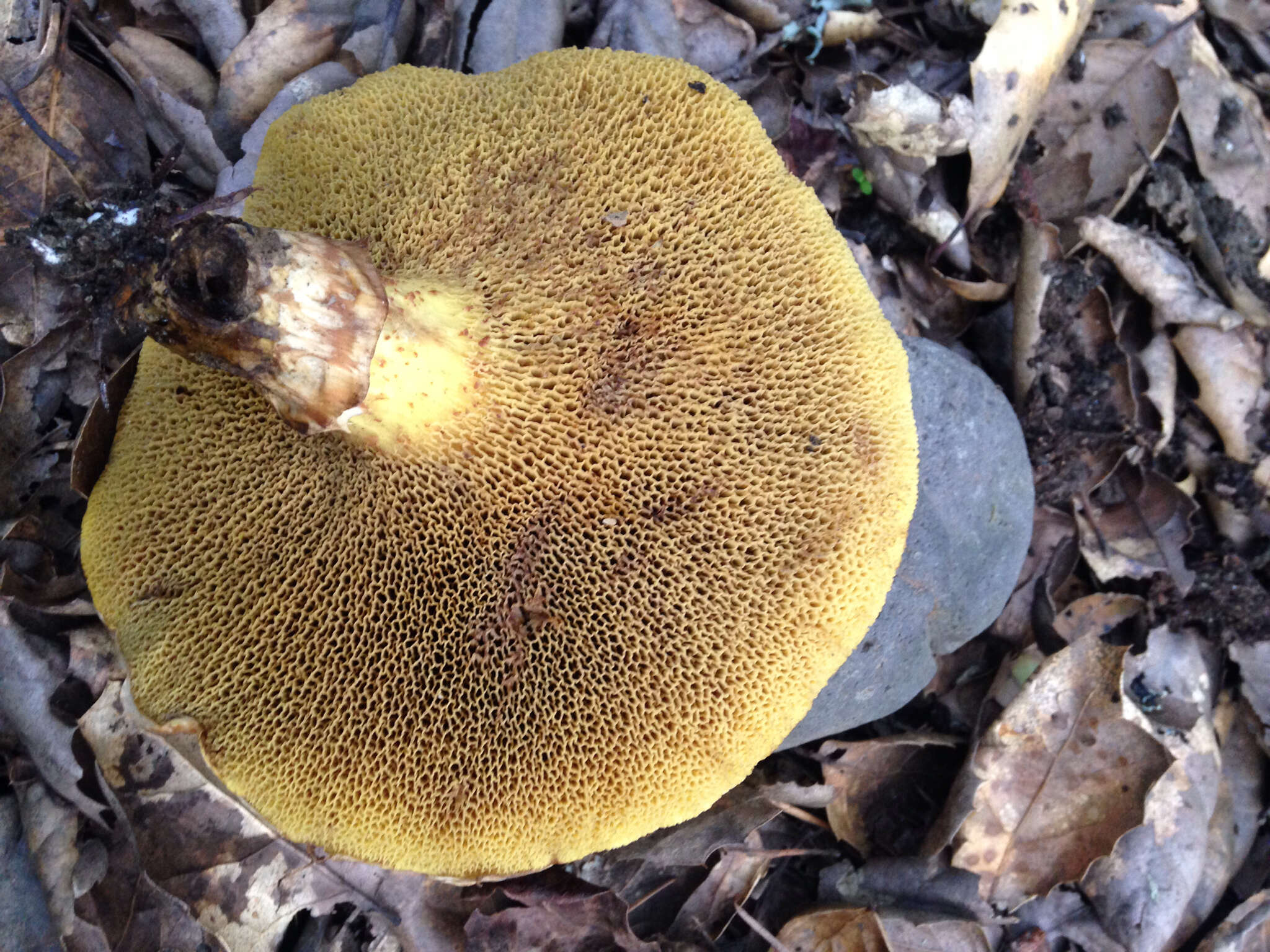 Image of Western Painted Suillus