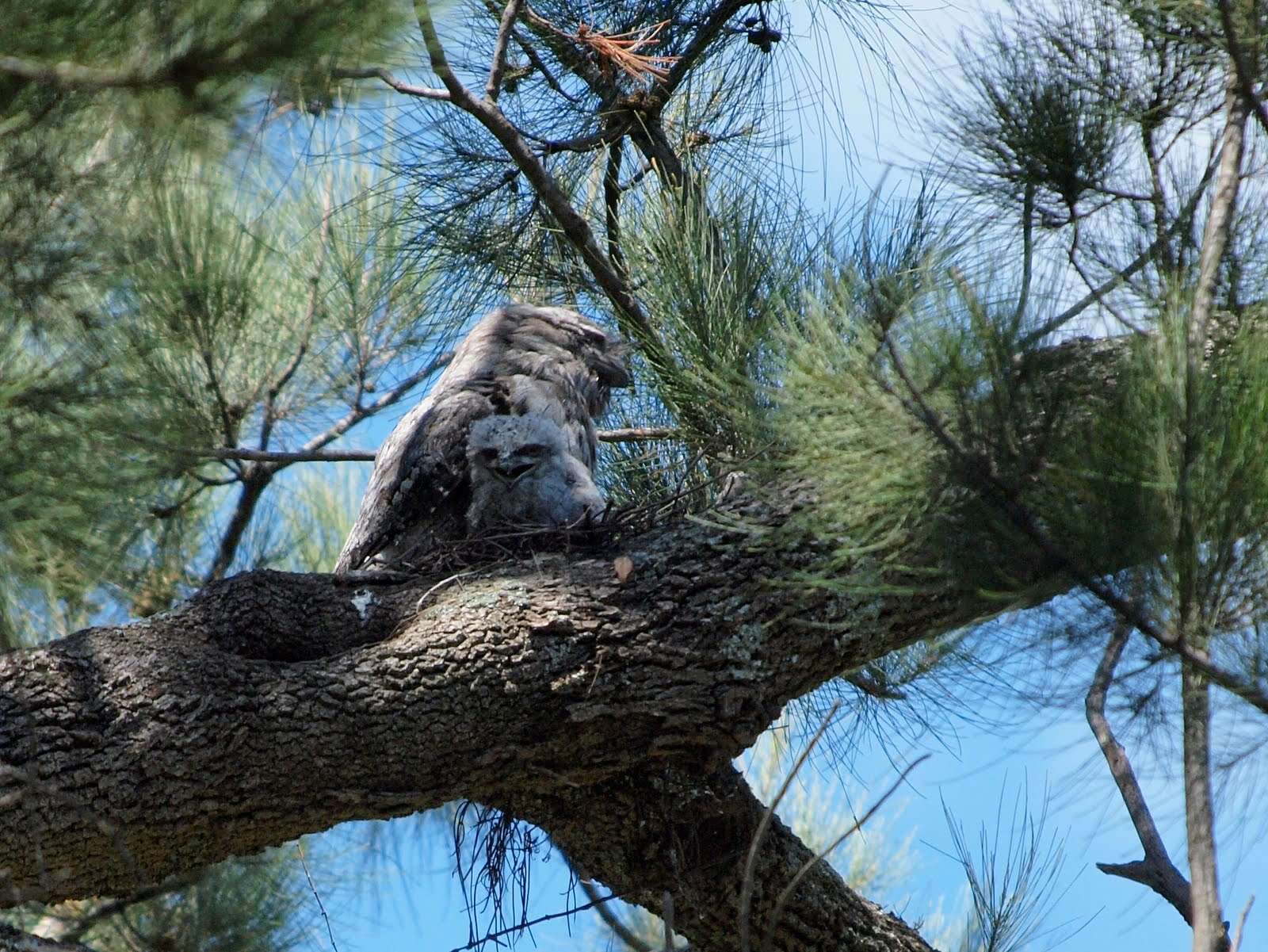 Image of frogmouths