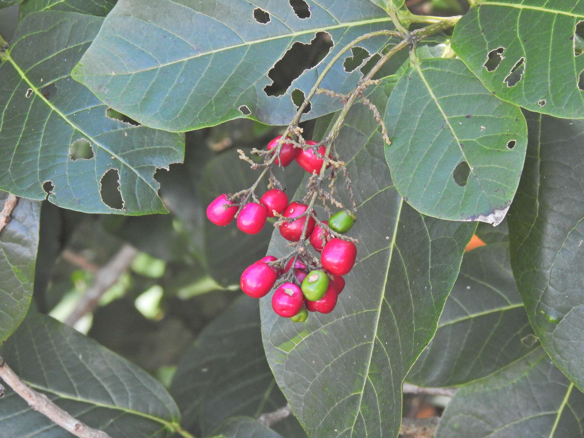 Image of Gmelina dalrympleana (F. Muell.) H. J. Lam