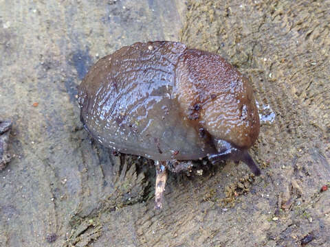Parmacelloidea P. Fischer 1856的图像