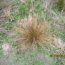 Image of Carex testacea Sol. ex Boott