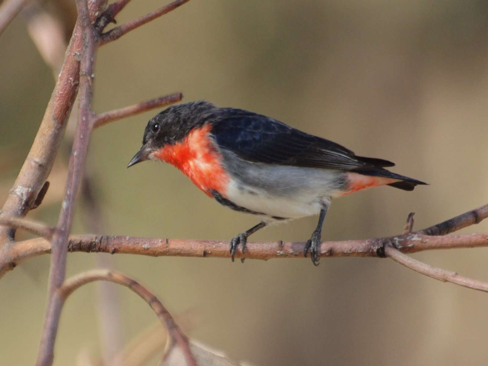 Image of Mistletoebird