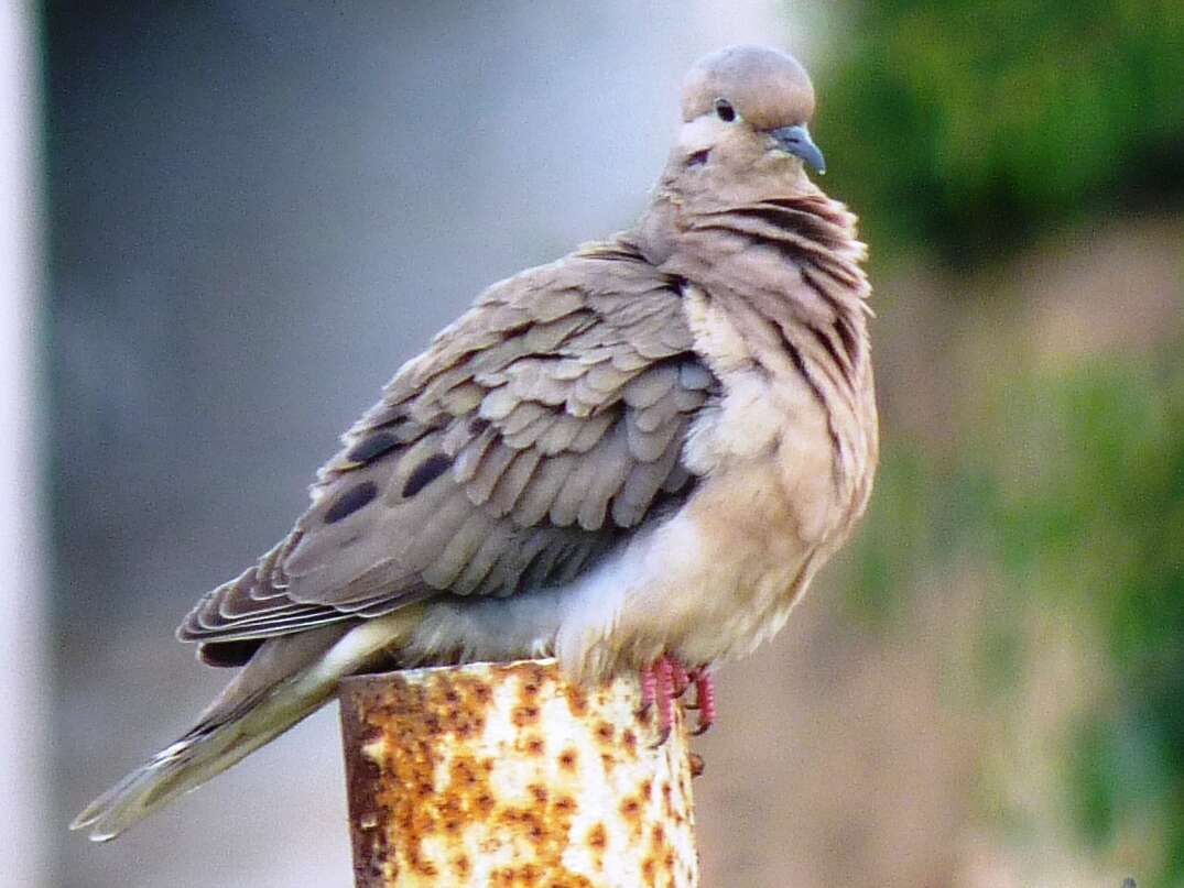 Image of Eared Dove