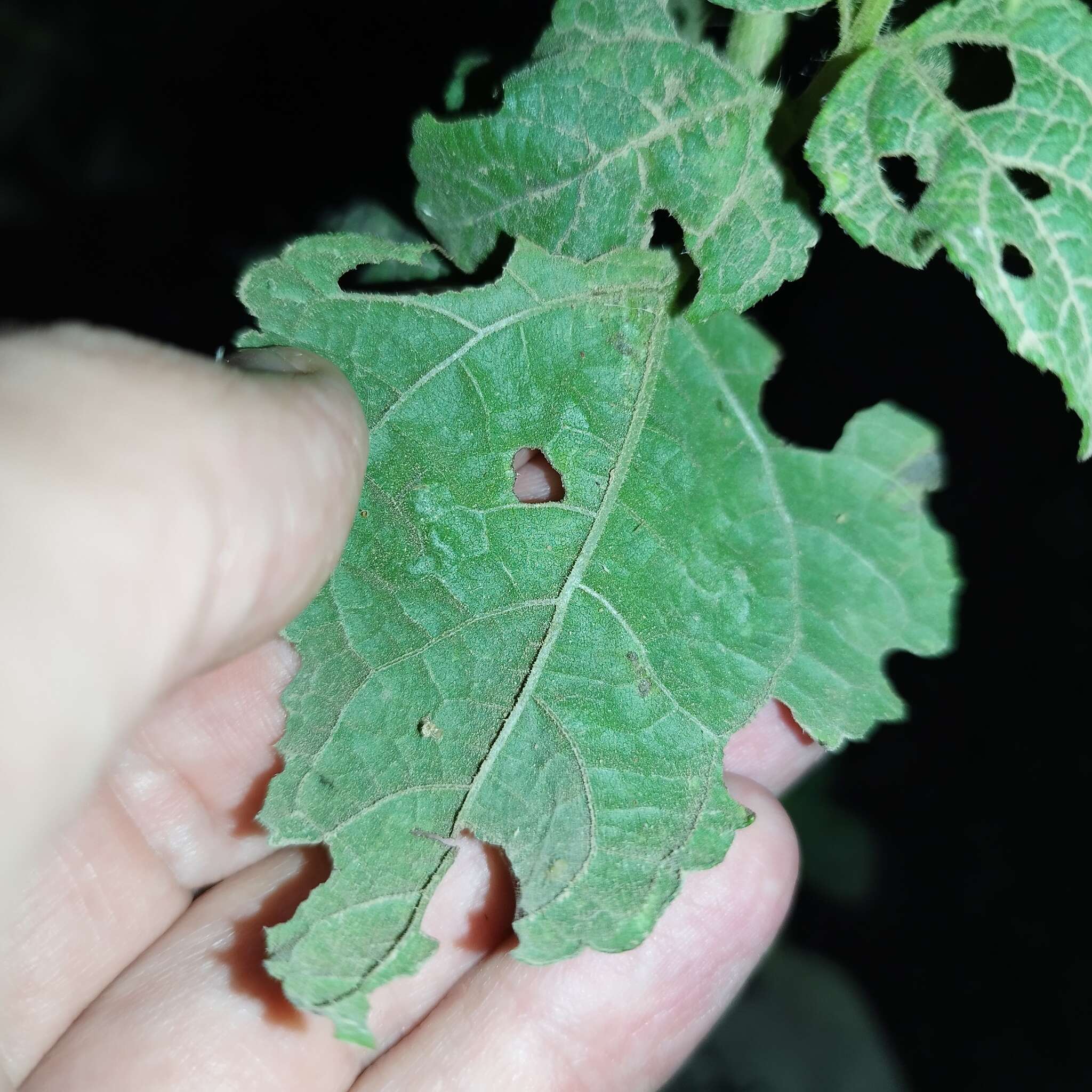 Image of Simsia foetida (Cav.) Blake