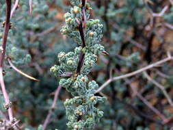 Image of Asparagus capensis var. capensis