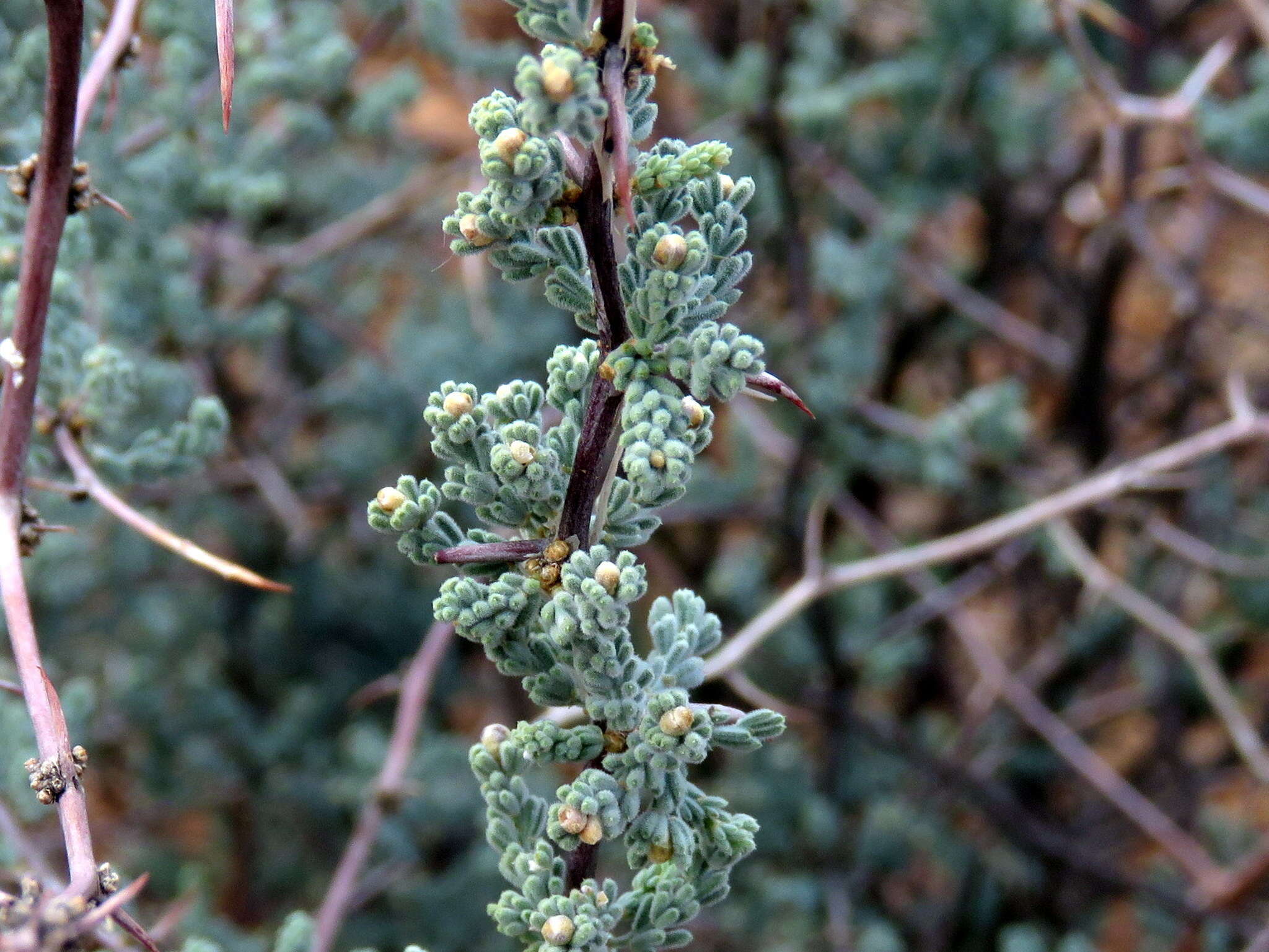 Image of Asparagus capensis var. capensis