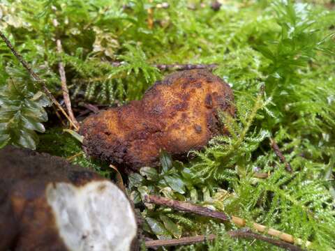 Image of Kalapuya brunnea M. J. Trappe, Trappe & Bonito 2010