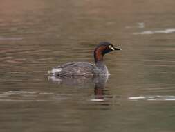 Image of Australasian Grebe