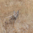 Sivun Canis latrans lestes Merriam 1897 kuva