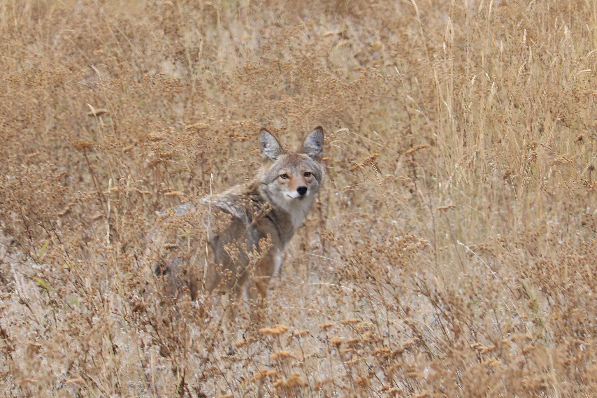 Image of Canis latrans lestes Merriam 1897