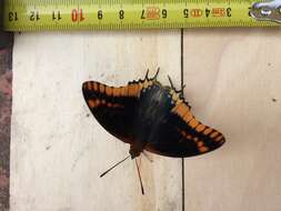 Image of Two-tailed Pasha