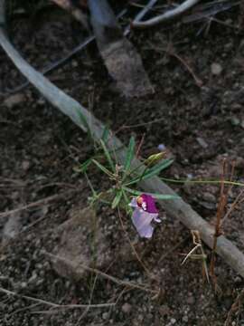 Imagem de <i>Ipomoea <i>ternifolia</i></i> var. ternifolia