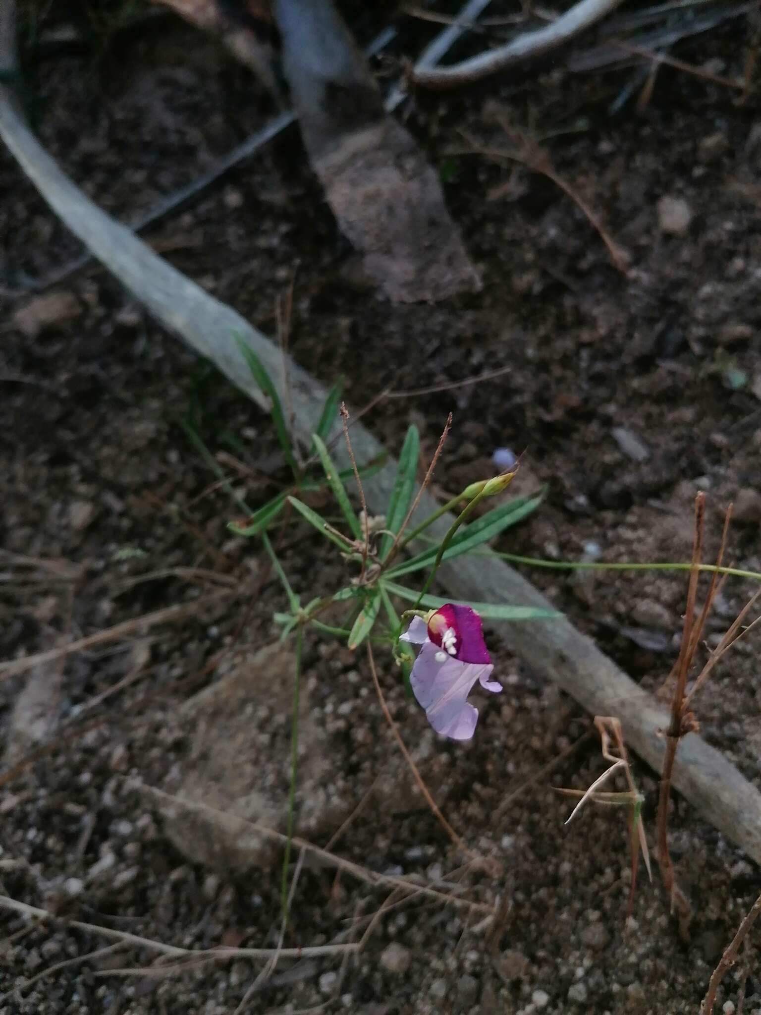 Image of <i>Ipomoea <i>ternifolia</i></i> var. ternifolia