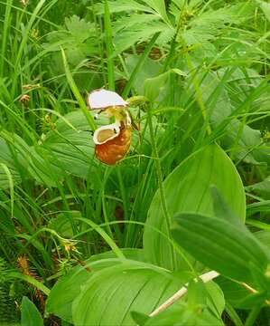 Image of Spotted lady slipper