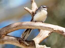 Image of Grey Fantail