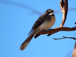 Image of Grey Fantail