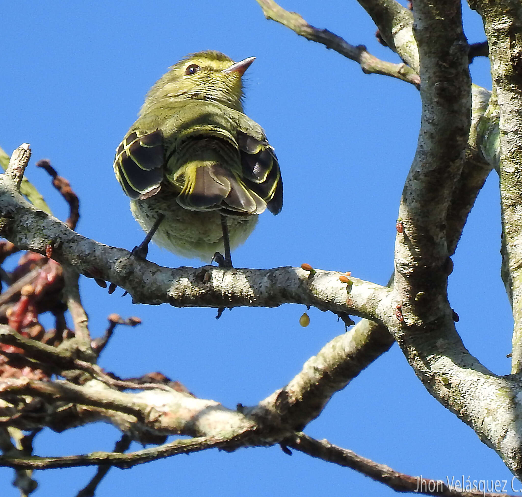 Image of Golden-faced Tyrannulet