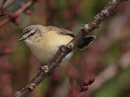 Image of Yellow-rumped Thornbill