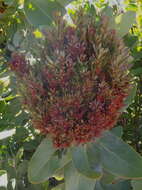 Image of Acholeplasmataceae