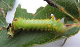 Image of Indian Luna Moth