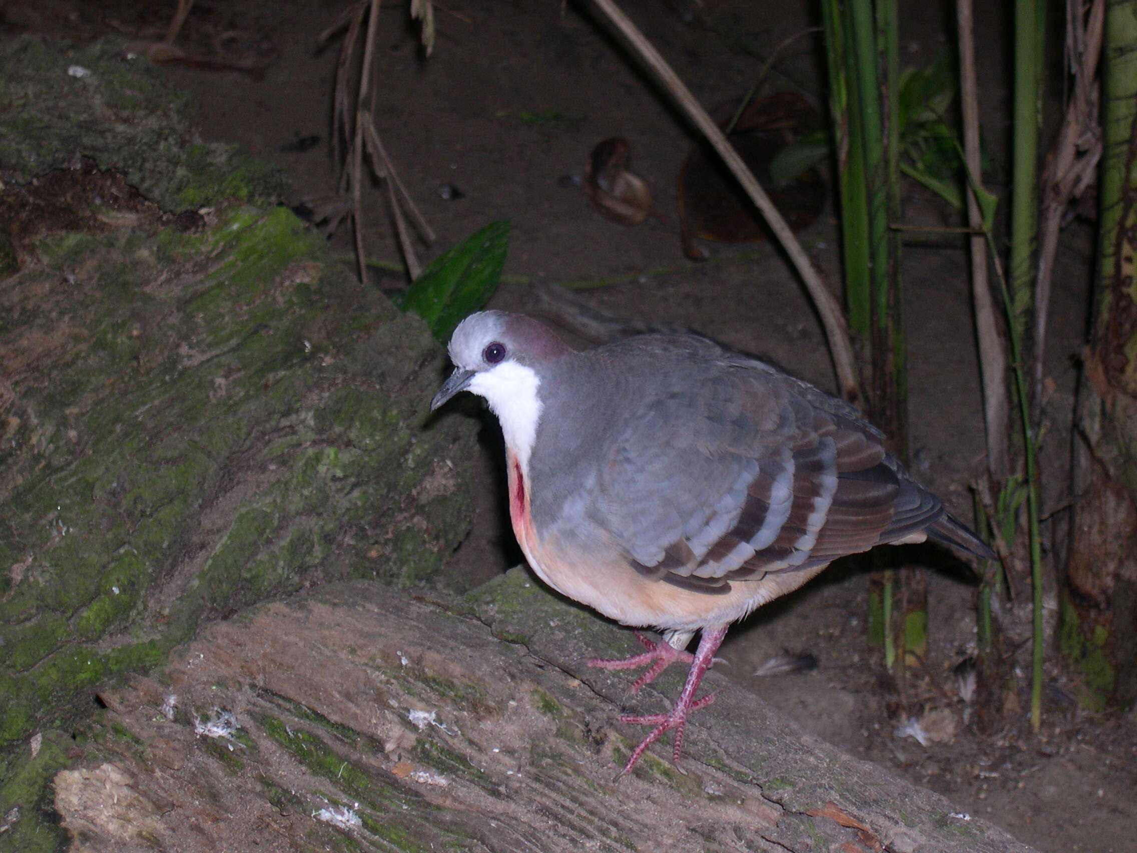 Image of Luzon Bleeding-heart