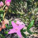 Image of Boronia amabilis S. T. Blake