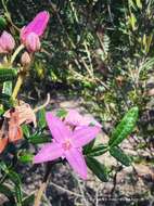 Image of Lovely Boronia