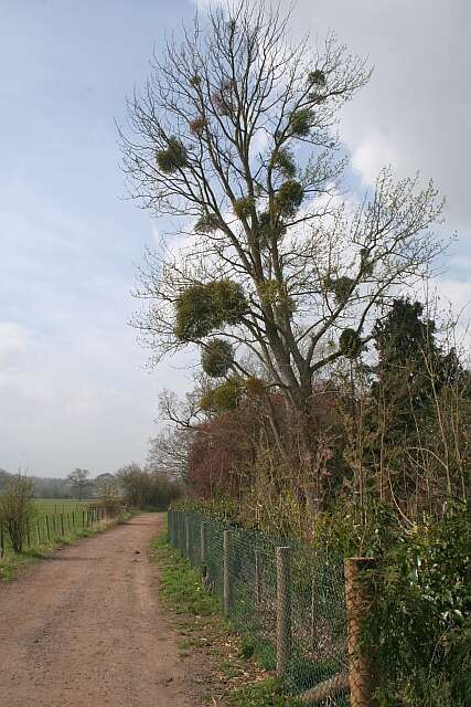 Image of European mistletoe