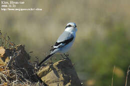 Image of Chinese Grey Shrike