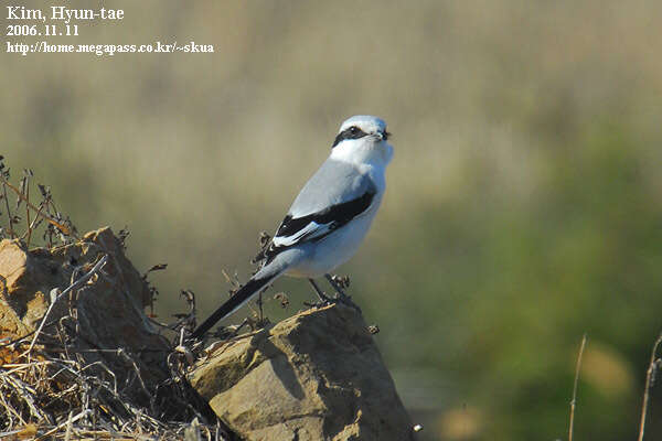 Image of Chinese Grey Shrike