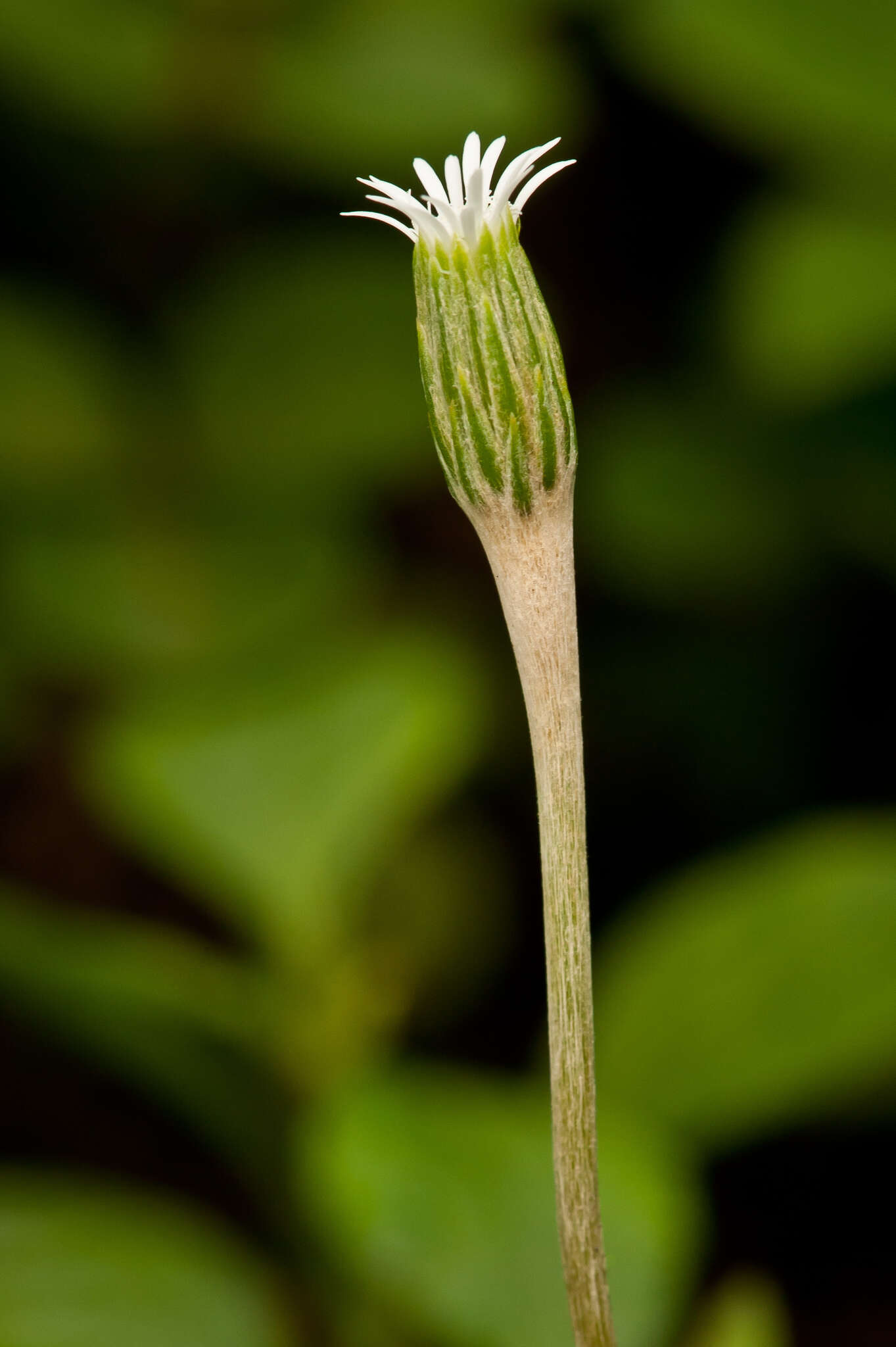 صورة Chaptalia albicans (Sw.) Vent. ex Steud.