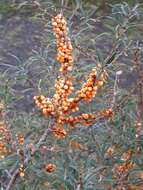 Imagem de Hippophae rhamnoides L.