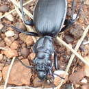 Image of Anthia (Anthia) cinctipennis Lequien 1833