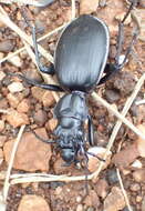 Image of Anthia (Anthia) cinctipennis Lequien 1833