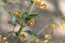 Imagem de Daviesia corymbosa Sm.