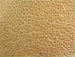 Image of dryad's saddle