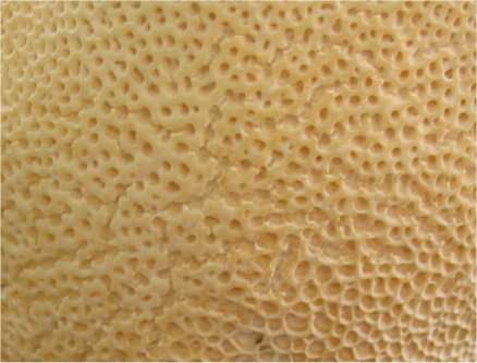 Image of dryad's saddle