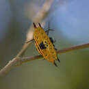 Image of Gasteracantha quadrispinosa O. Pickard-Cambridge 1879