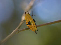 Image of Gasteracantha quadrispinosa O. Pickard-Cambridge 1879