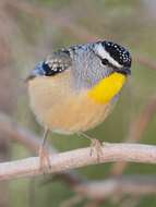 Image of Spotted Pardalote