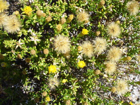 صورة Bajacalia crassifolia (S. Wats.) Loockerman, B. L. Turner & R. K. Jansen