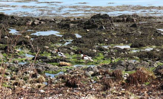 Image of shelduck, common shelduck