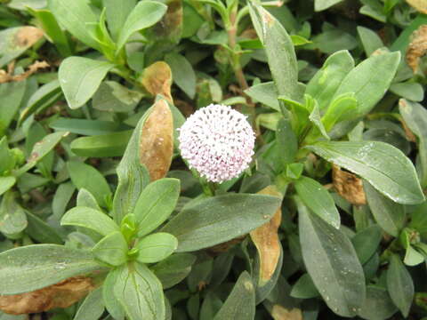 Imagem de Spilanthes leiocarpa DC.